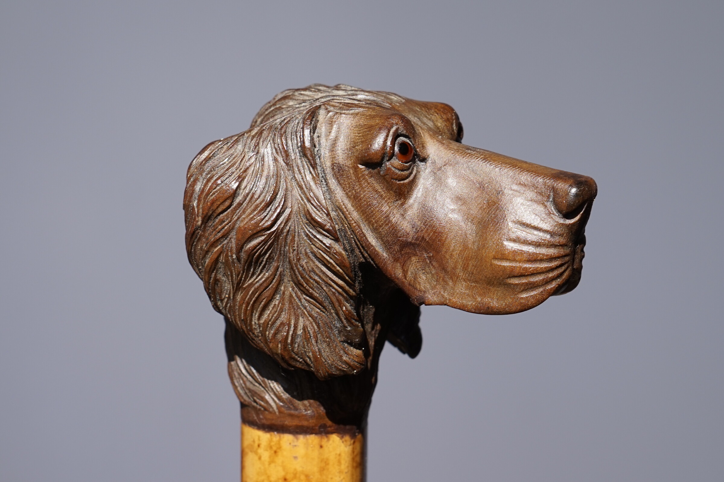 A Countryside Hunt Terrier Dog, a tall Walking cane. England, ca. 1900